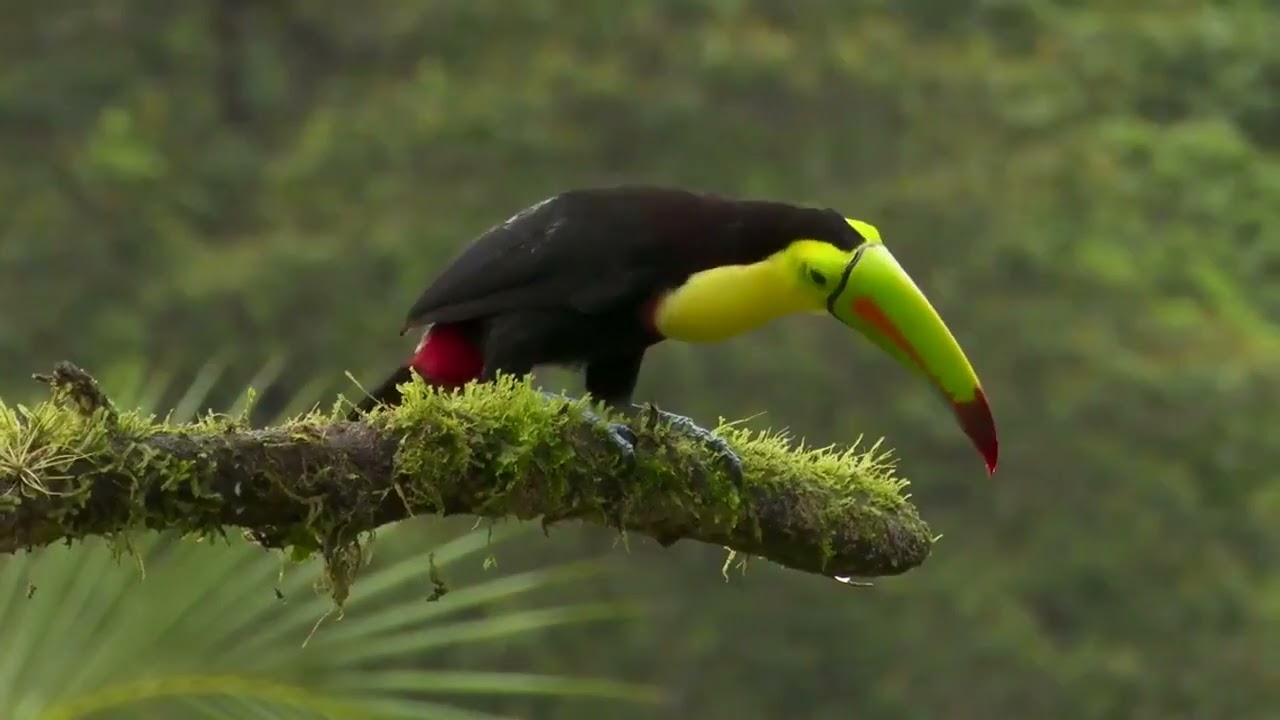 Keel-billed Toucan (Ramphastos sulfuratus)
