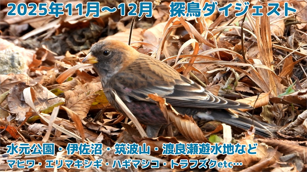 2025年11月～12月　探鳥ダイジェスト　マヒワ・水鳥・ハギマシコ・猛禽類など　水元公園・伊佐沼・筑波山・渡良瀬遊水地ほか
