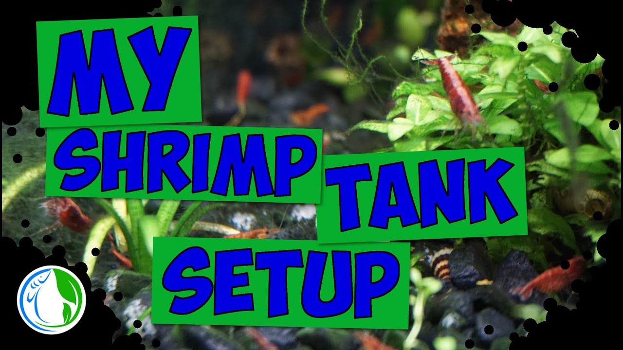 My Shrimp Tank Setup - 20 gallon Shrimp Tank Aquarium
