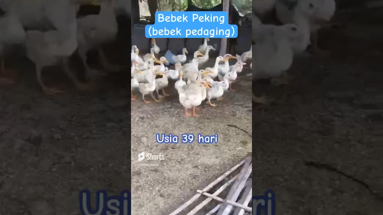 Bebek Pedaging Peking: Dari 10 Hari hingga Siap Panen - Tips & Panduan Lengkap #desa #bebek