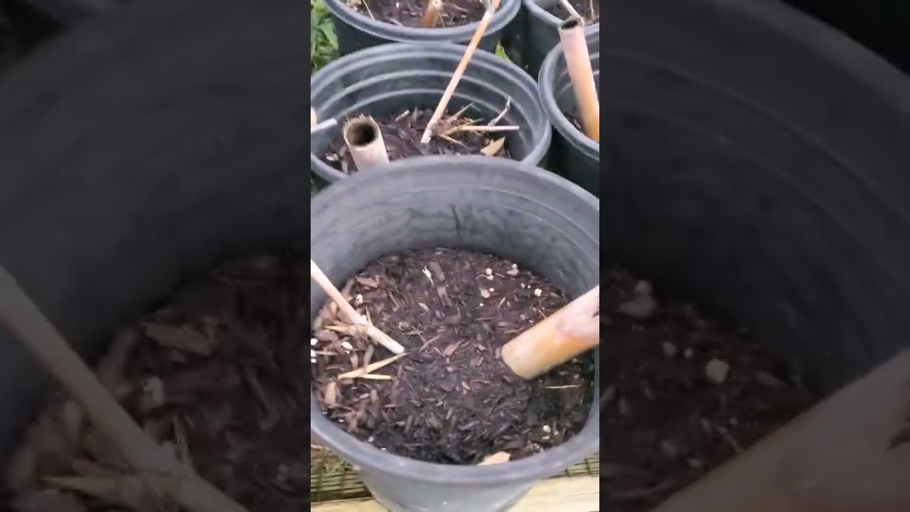 Bamboo Stu- Moving The Giant Timber Propagets Into The Greenhouse. Batch From 6 Weeks Ago Sprouting.