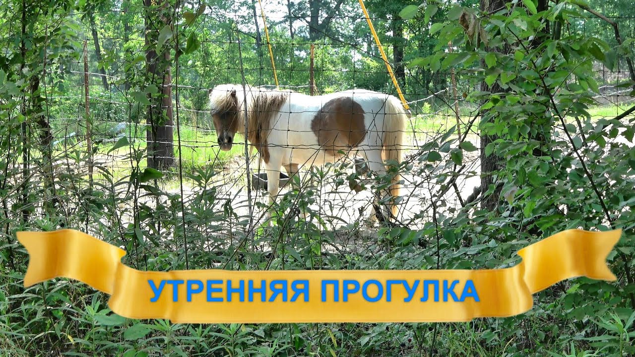Утренняя прогулка.