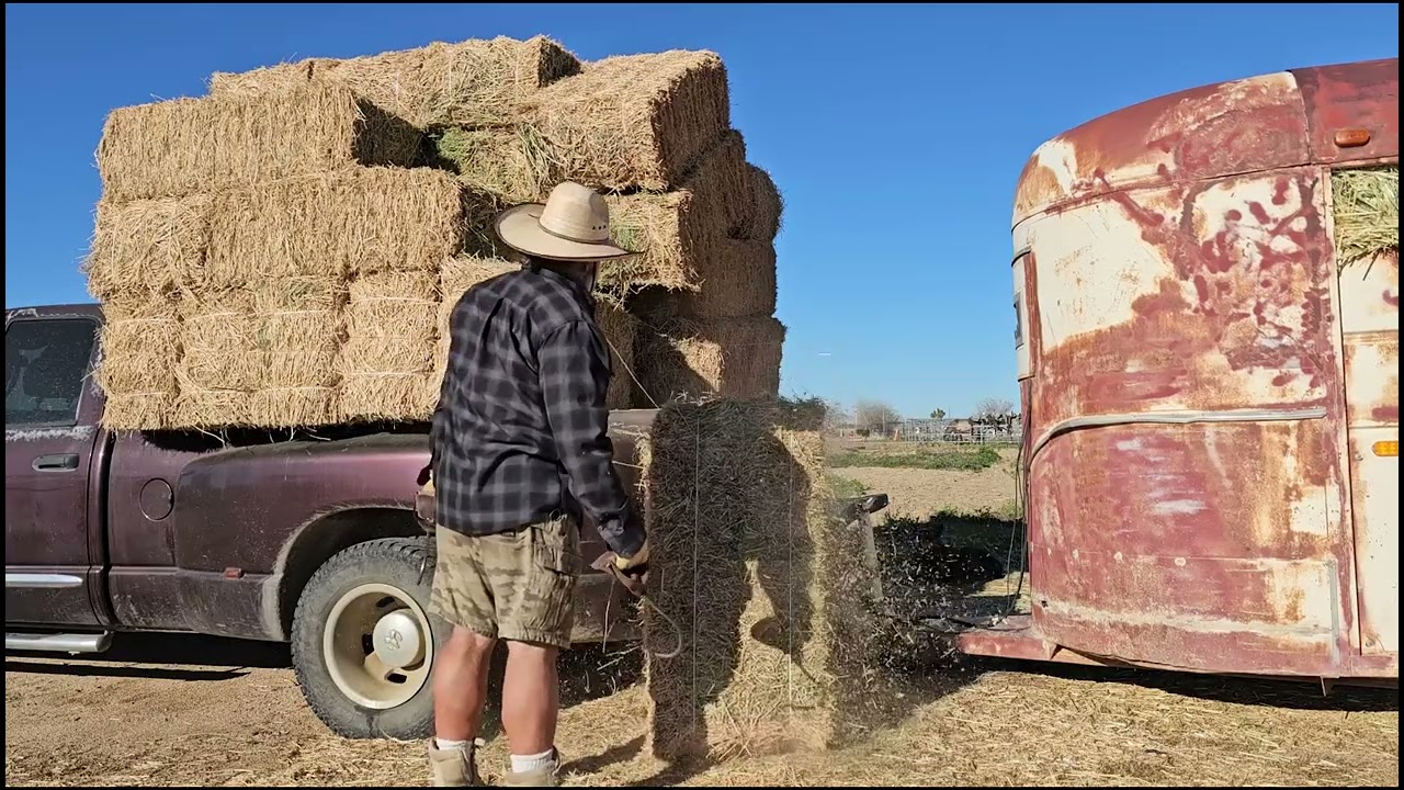 Cowboy Jenga Bale 3, 4 and 5 While wearing shorts. 03 12 2026