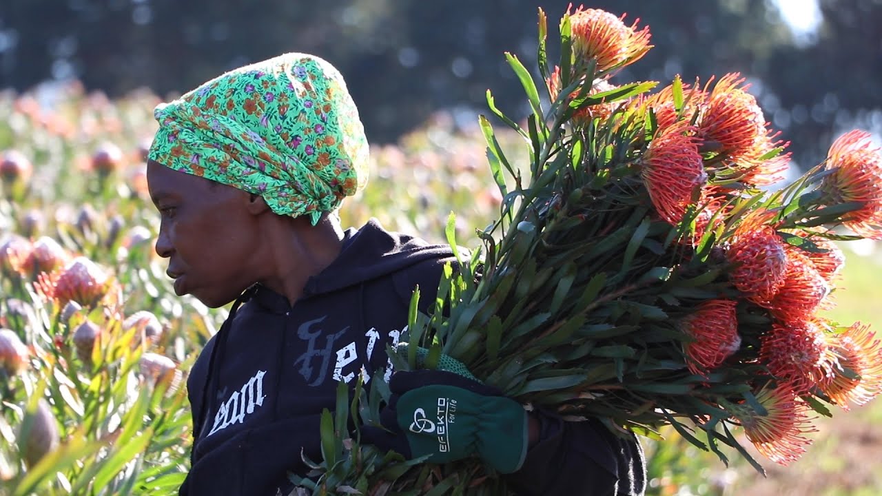 PROTEA CULTIVATION IN SOUTH AFRICA.