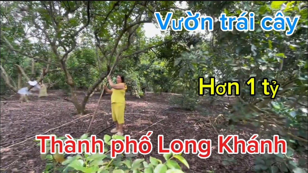 Cần bán vườn trái cay tại Long Khánh sổ Hồng riêng khu dân cư mặt tiền đường nhiều 