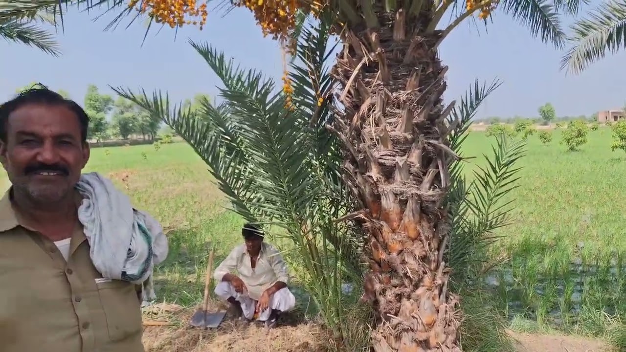 کجھور کے بچے نکالنے و لگانے کا بہترین وقت اور کامیاب طریقہ 