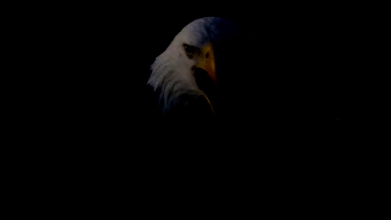 11/29/22  Dade County Eagles:  Ron missing Rita