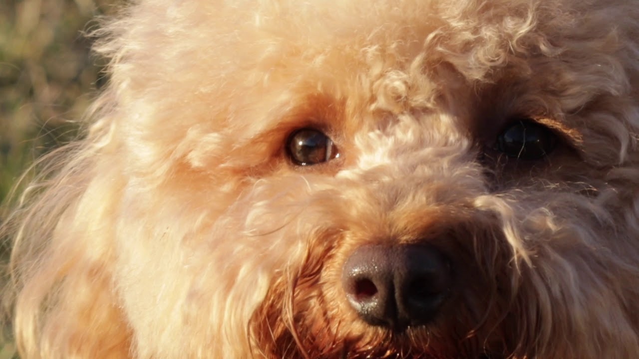 Caratteristiche Razza Barbone