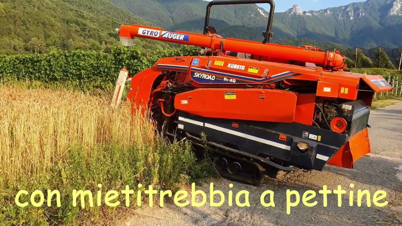 La mietitura del frumento con mietitrebbia a pettine