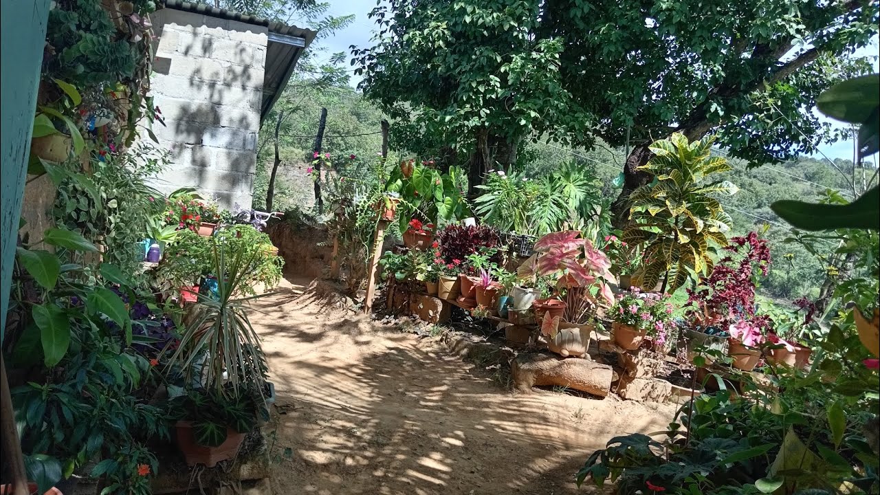 MI EFUERZO MI TRABAJO MI TIEMPO Y EL AMOR ALAS PLANTAS  HOY ES LO QUE ES MI  JARDÍN 