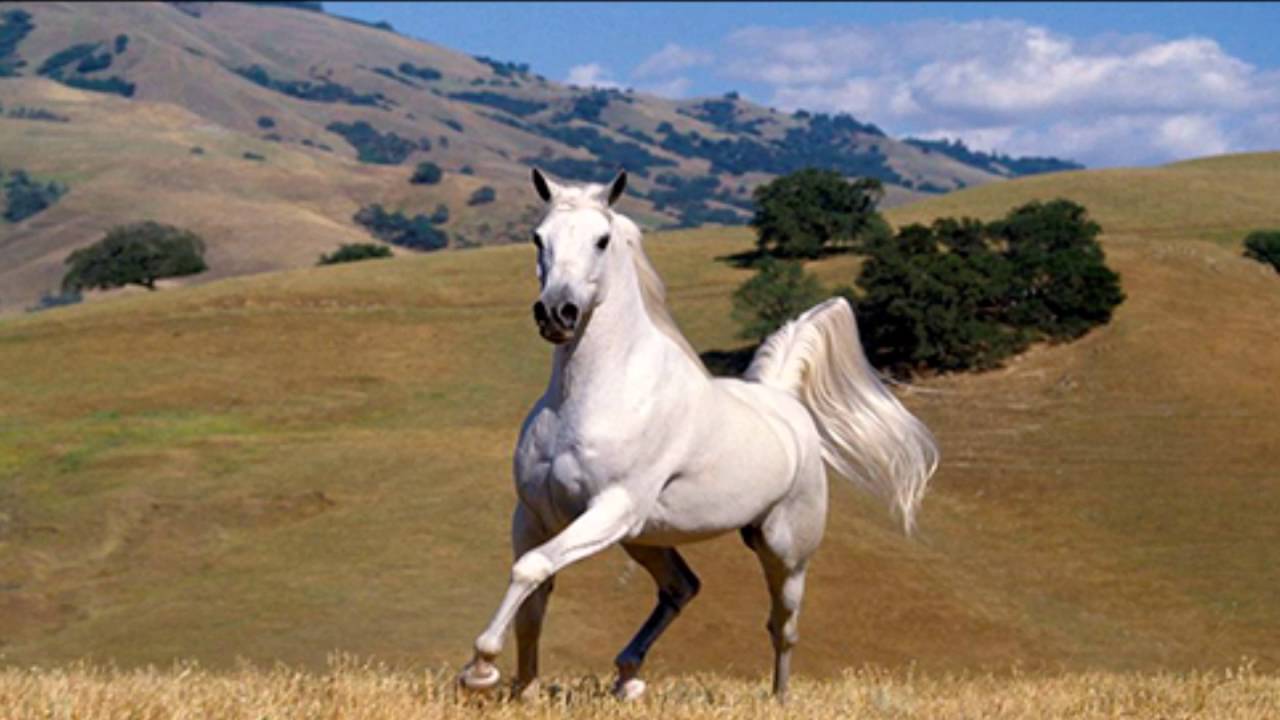 Le&oacute;n Gieco   Todos los caballos blancos