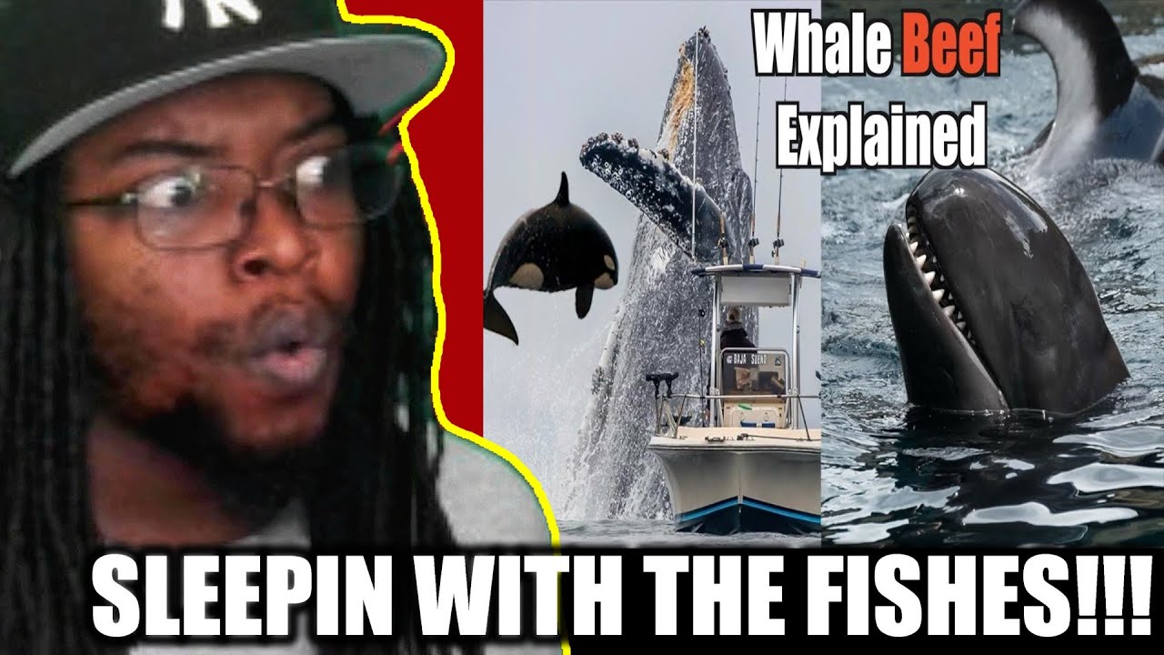 The Science Behind the Gang Wars of Whales [Casual Geographic] DB Reaction