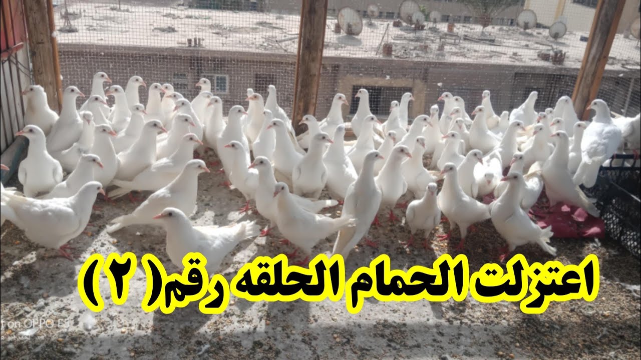 سلسلة اعتزلت الحمام الحلقه (  2 )