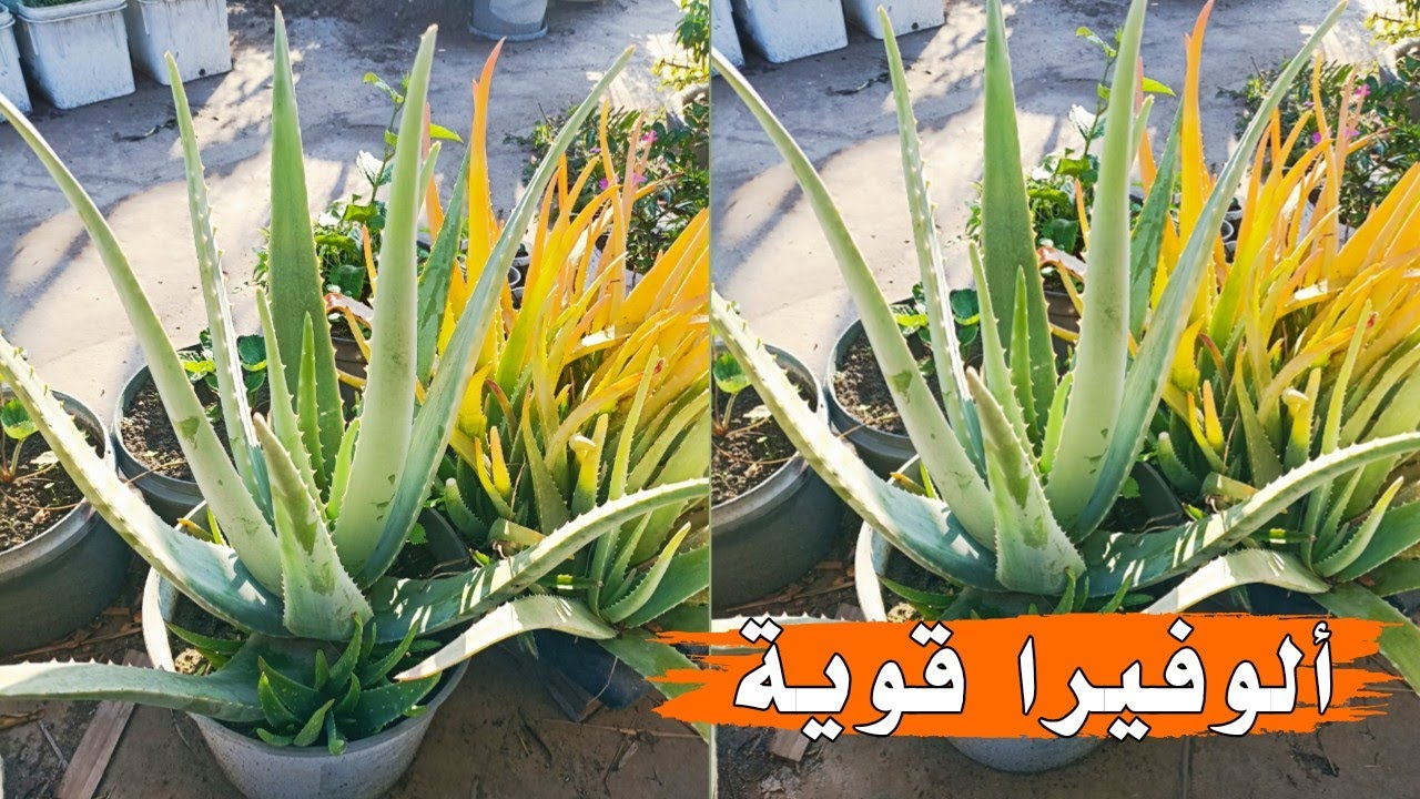 كيفية علاج مشاكل صبار الألوفيرا  | الطريقة الصحيحة لرعاية الألوفيرا . alo vera