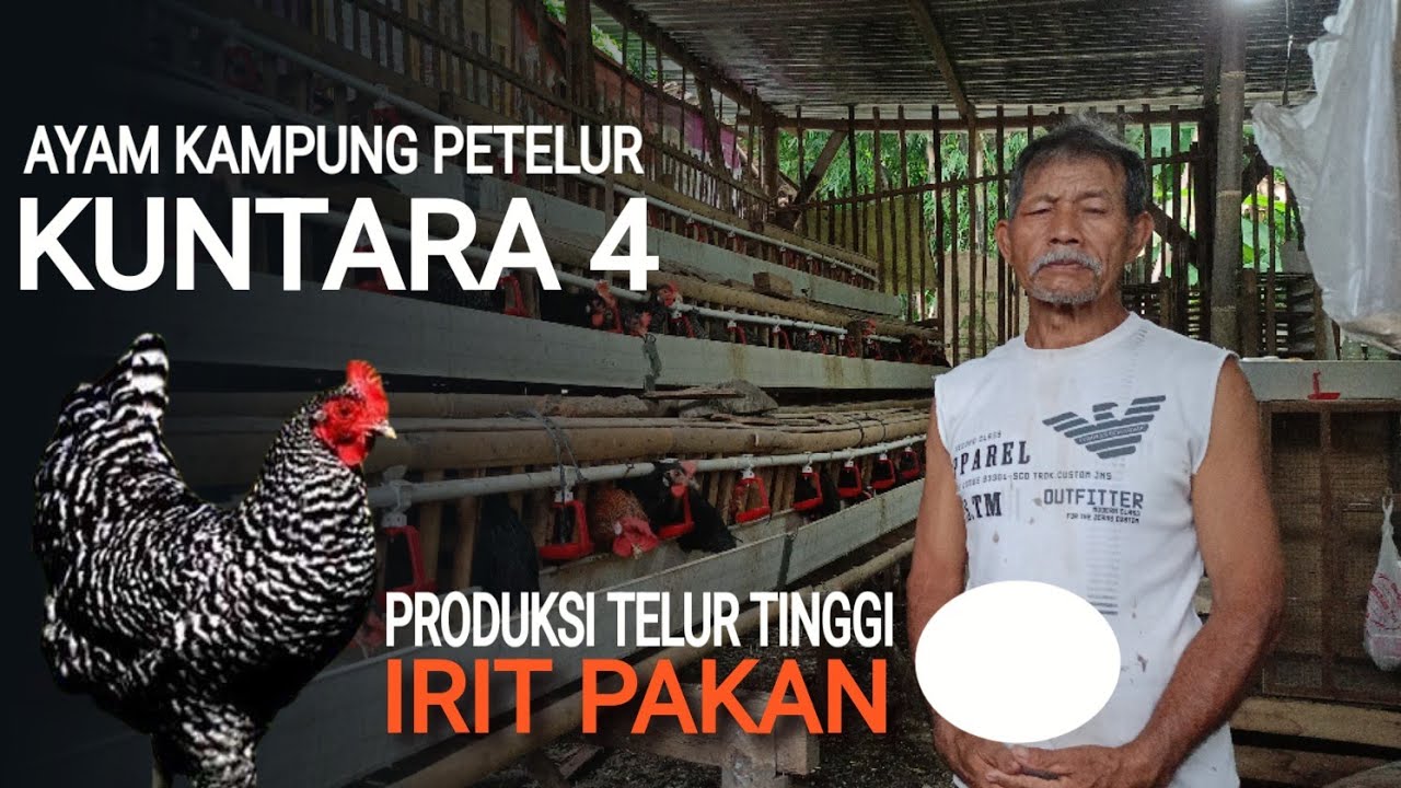 PRODUKSI TINGGI, IRIT PAKAN || AYAM KAMPUNG PETELUR || KUNTARA 4