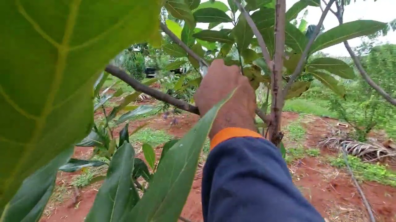 PÓDA DE FORMAÇÃO NO PÉ DE JACA PRA COLHER FRUTOS BAIXO 