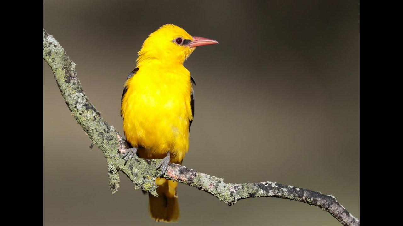 BELLEZAS ALADAS | LOS PÁJAROS MAS BONITOS DE ESPAÑA