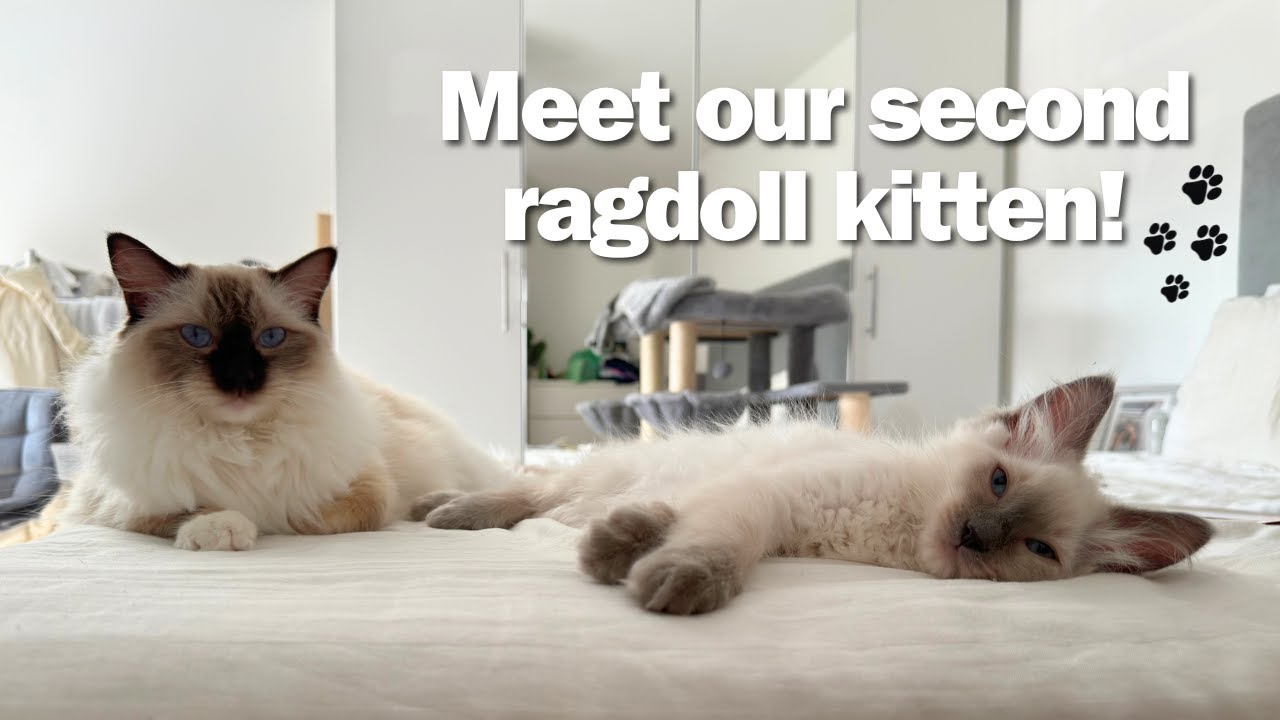 Getting our second ragdoll kitten!