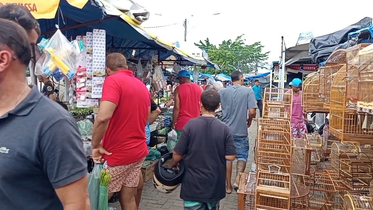 FEIRA DO CORDEIRO RECIFE - PE, CORTES E RESUMO, P&Aacute;SSAROS, GAIOLAS E RA&Ccedil;&Otilde;ES 12/04/26.