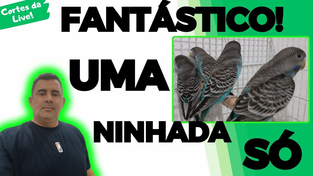 PERIQUITO CELESTE NO MANTO NEGRO É EXPLÊNDIDO!!!