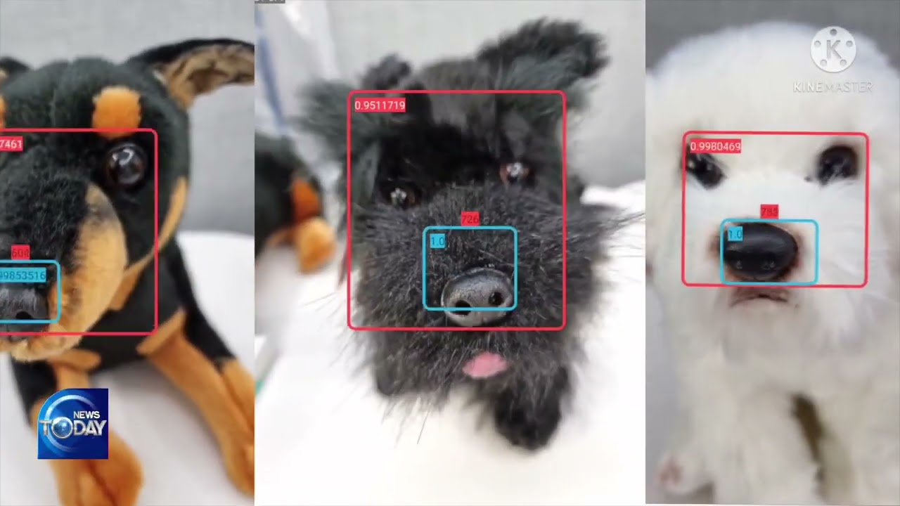 AI IN DIGITAL PET PRODUCTS (News Today) l KBS WORLD TV 220215