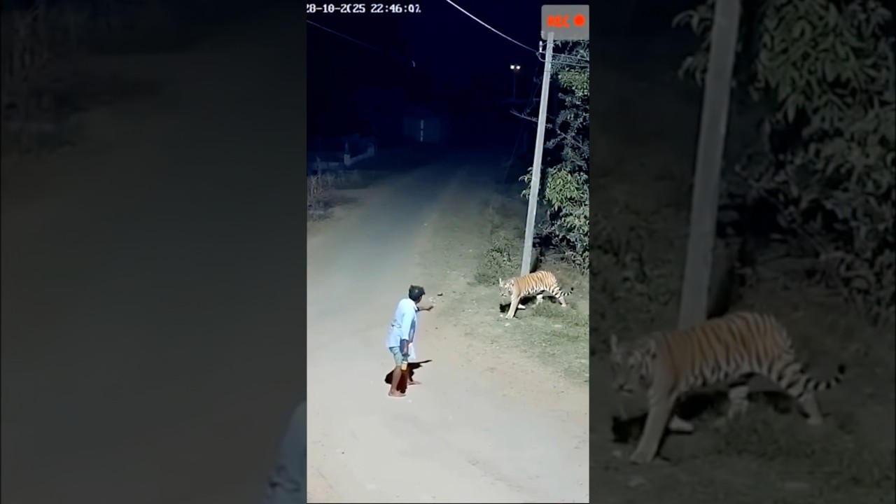 Tiger🐯 Attack Man 😱 #trending #shorts #tiger #attack #ai #wildlife #viralvideo