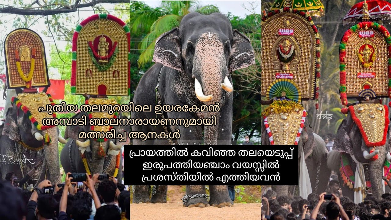 ചെറിയ പ്രായത്തിൽ തന്നെ ബാലനാരായണനുമായി മത്സരിച്ച ആനകൾ. കേശവനും, കുഞ്ചുവും, അനന്തനും.....