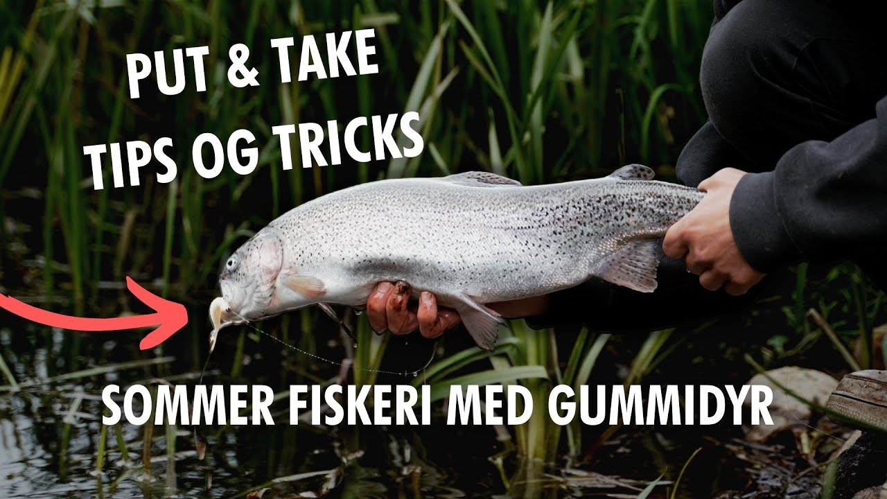 Sommerfiskeri i Put and take - Mest effektive metode! Gummifiskeri over sommeren!