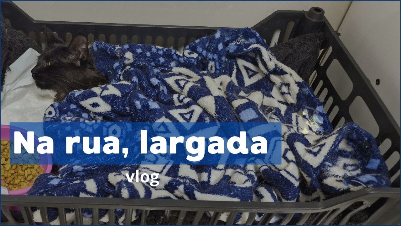 Gatinha atropelada e abandonada. Foi deixada ali