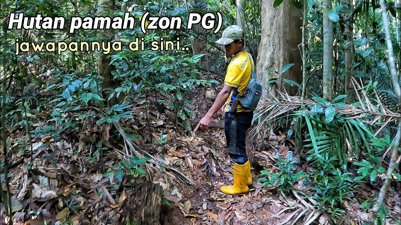 Merungkai rahsia yang tersimpan di hutan pamah (zon PG).