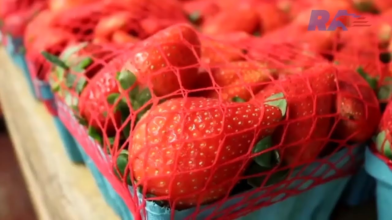 2022. Florida Strawberry Festival / Клубничный фестиваль Флорида