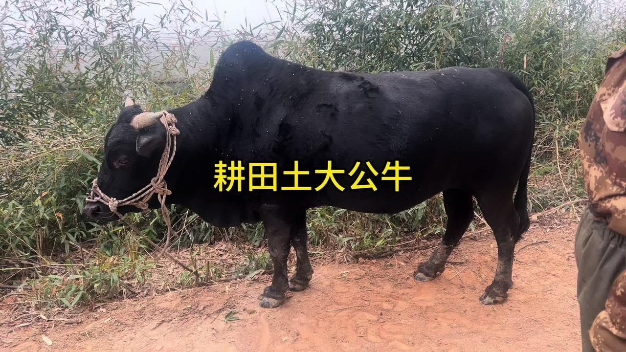 赣州赣县盘了一头满口满牙耕田土大公牛，李师傅又说要割肉凑。