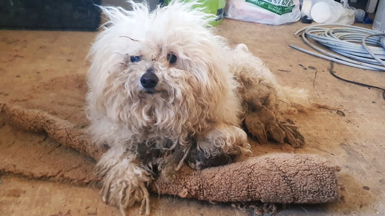 Abandoned dog who desperately needed help