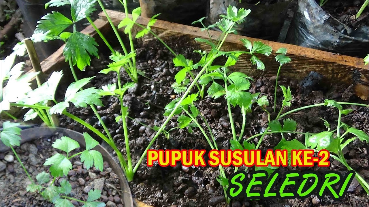 Bahan Pupuk Susulan kedua dan Perawatan Seledri di Pot