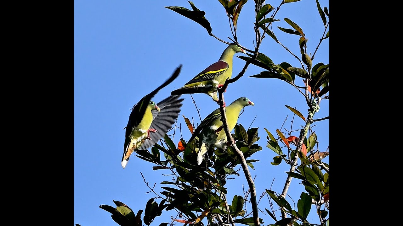 thick billed green pigeons seen at Kaeng krachan in Thailand 12/10/25 again i film what i see#birds