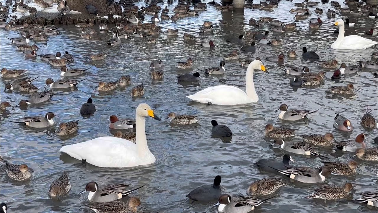 【渡り鳥】2026年1月25日のカモと白鳥【duck】