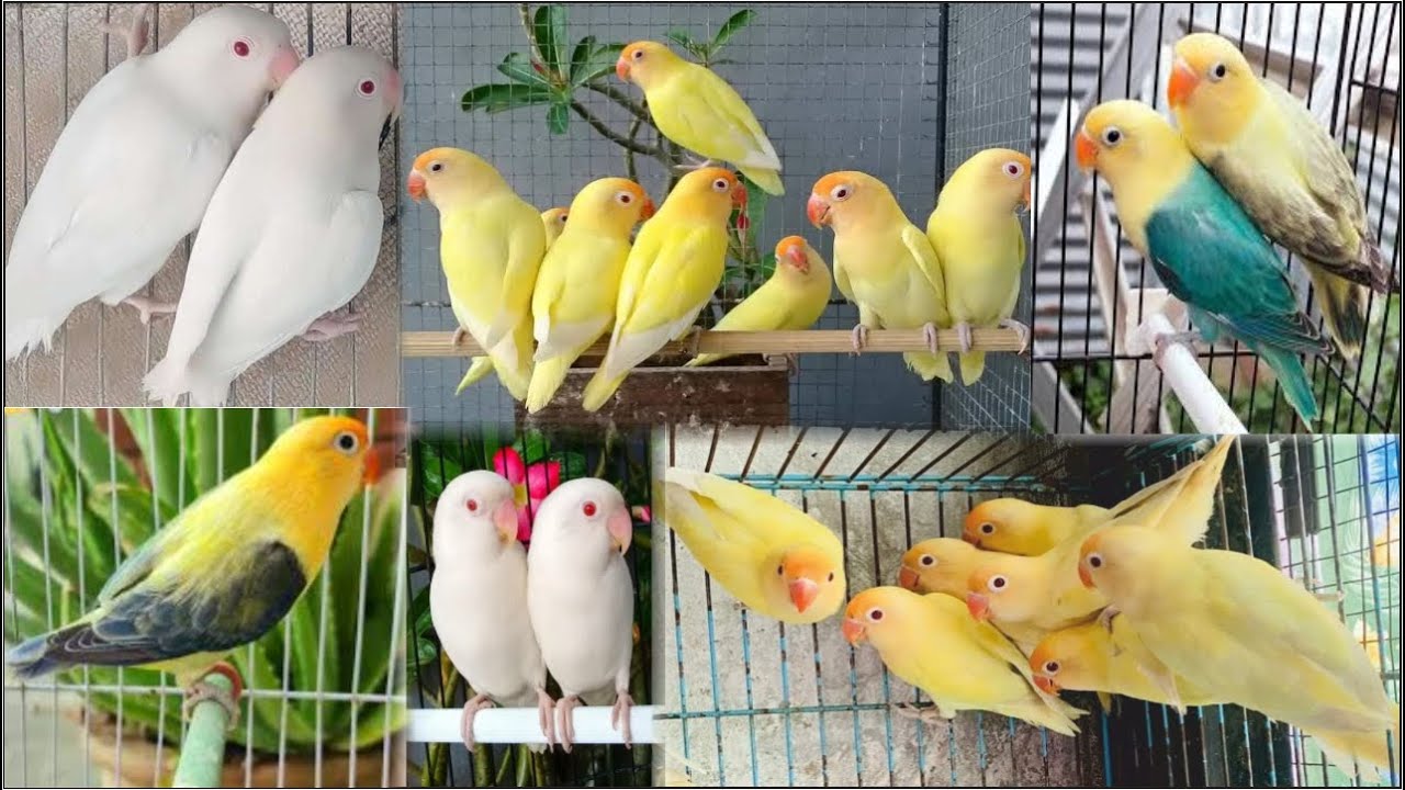 Love Birds Tips And Breeding Tricks  |   Love Birds Information  | Love Birds Setting