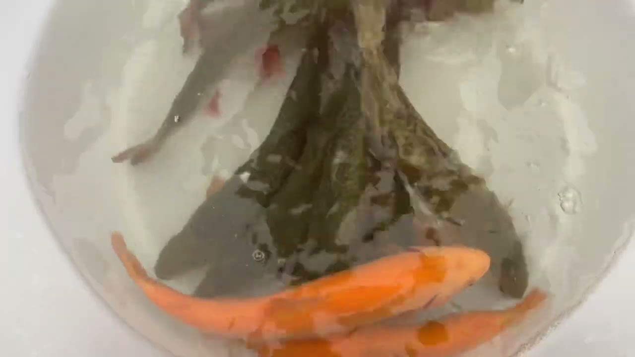 Saiblinge,Tigerforellen,Bachforell n und Grossforellen Lachser Besatz Fische