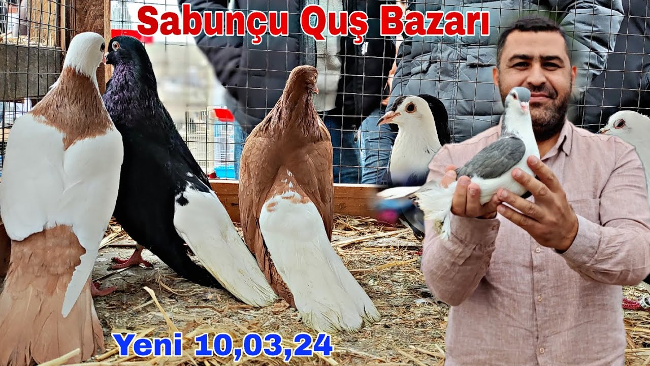 Sabunçu Quş bazarı 10 mart 2024 @mubarizemintv