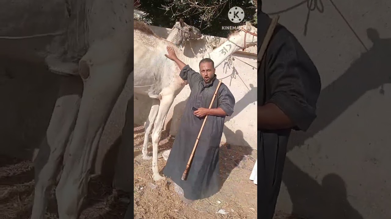 اسعار الجمال مع حسام اللحوتي في سوق بيبان تبع كوم حماده يوم 8/9/2025