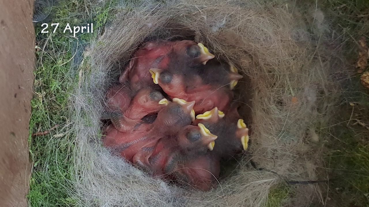 Nest Koolmees
