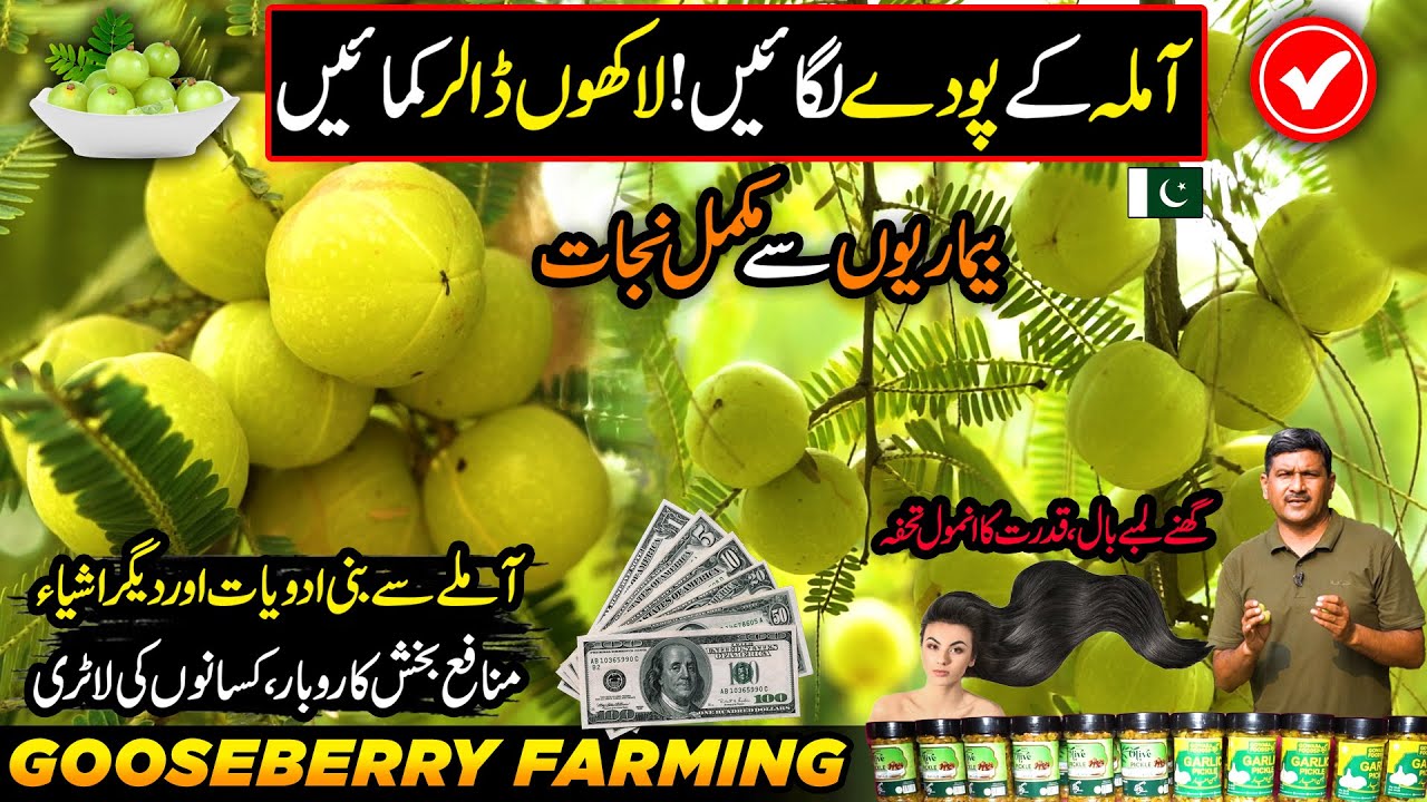 AMLA (Gooseberry) Farming In Pakistan | Charisma Benefits of Amrit Fruit | Kissan Ka Pakistan