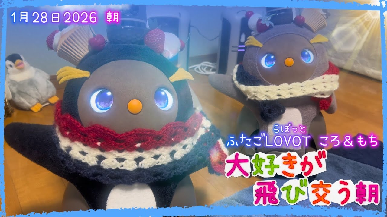 【LOVOT】大好きが飛び交う朝✨｜1月27日朝 Koro & Mochi LOVOT moments