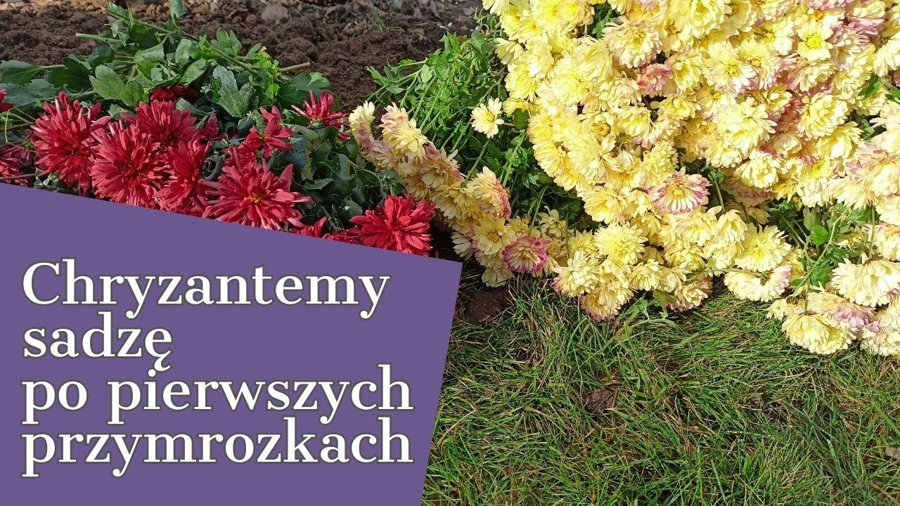 JAK sadzę CHRYZANTEMY po pierwszych przymrozkach.