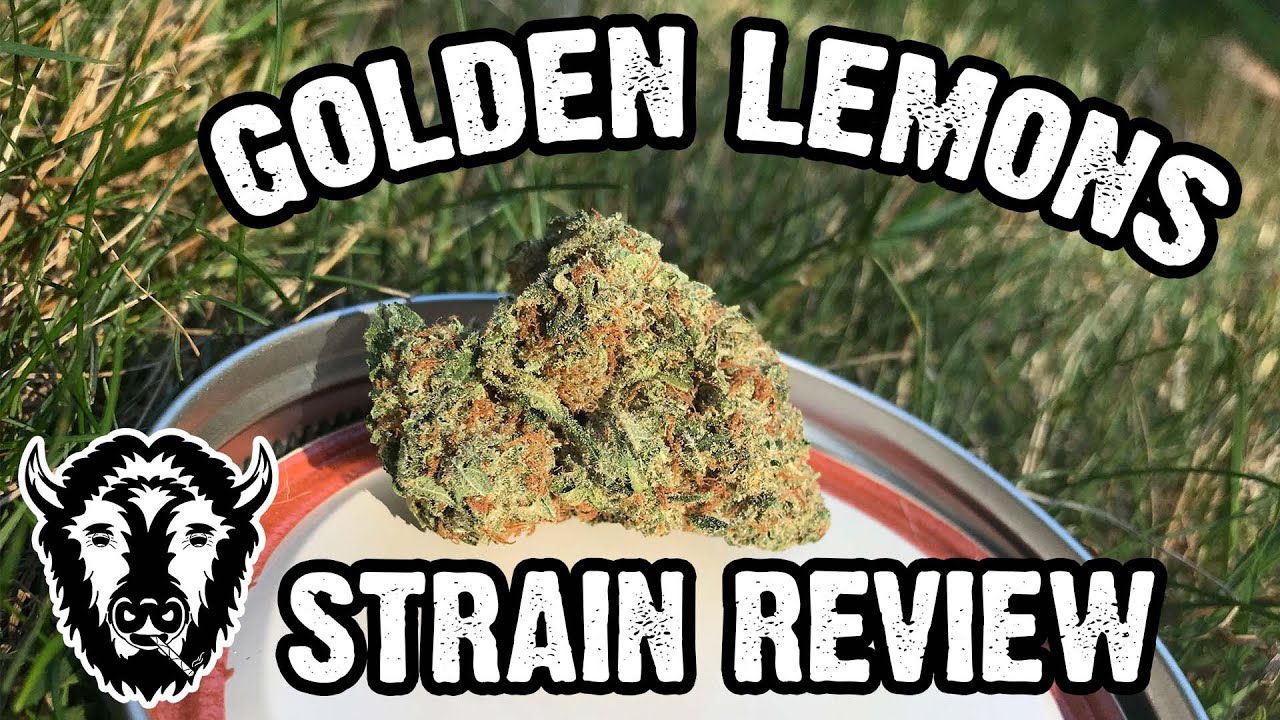 Golden Lemons Strain Review | Blunted Bison