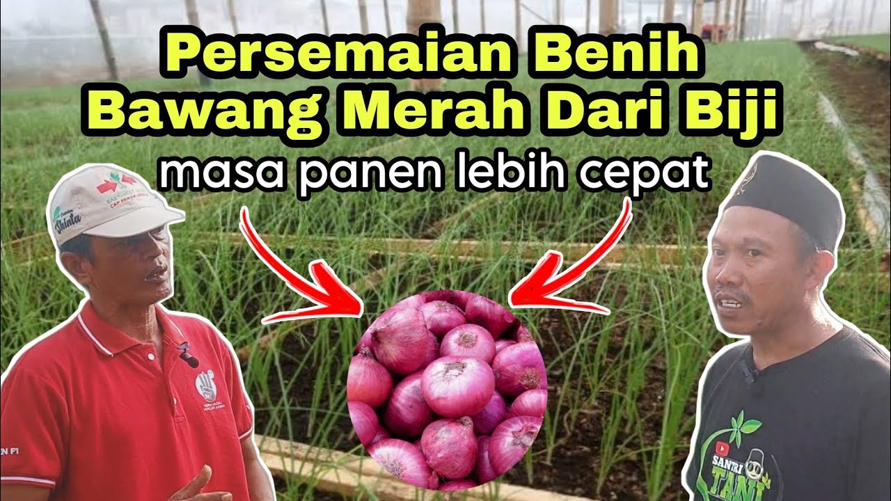 Proses Persemaian Benih Bawang Merah Dari Biji‼️Mudah dan Panen Lebih Cepat
