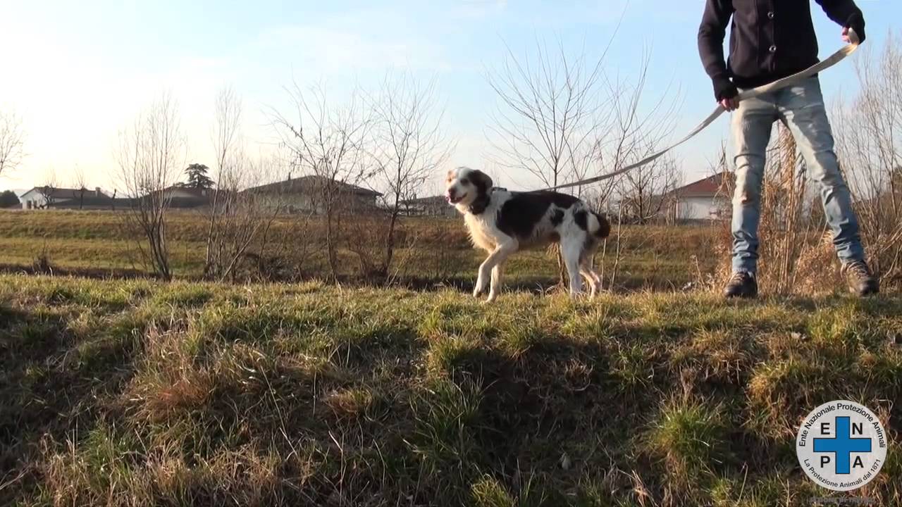 Rifugio Enpa Treviso | CANILE Febbraio 2015 - E' ora di uscire di qui