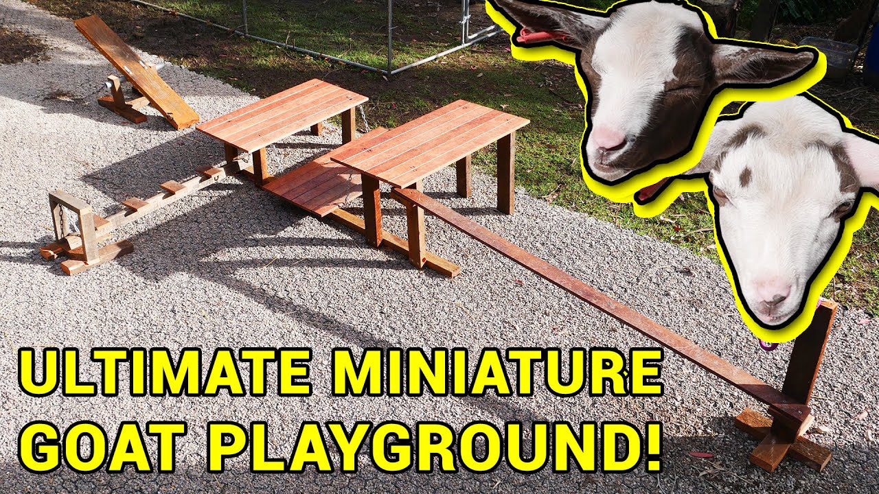I made an awesome playground for my miniature goats