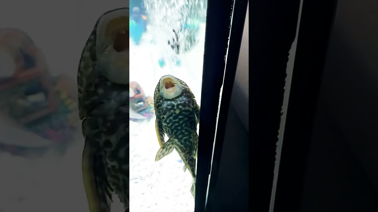 Do plecos keep fish tank glass clean? #Pleco #fishtank #Algae