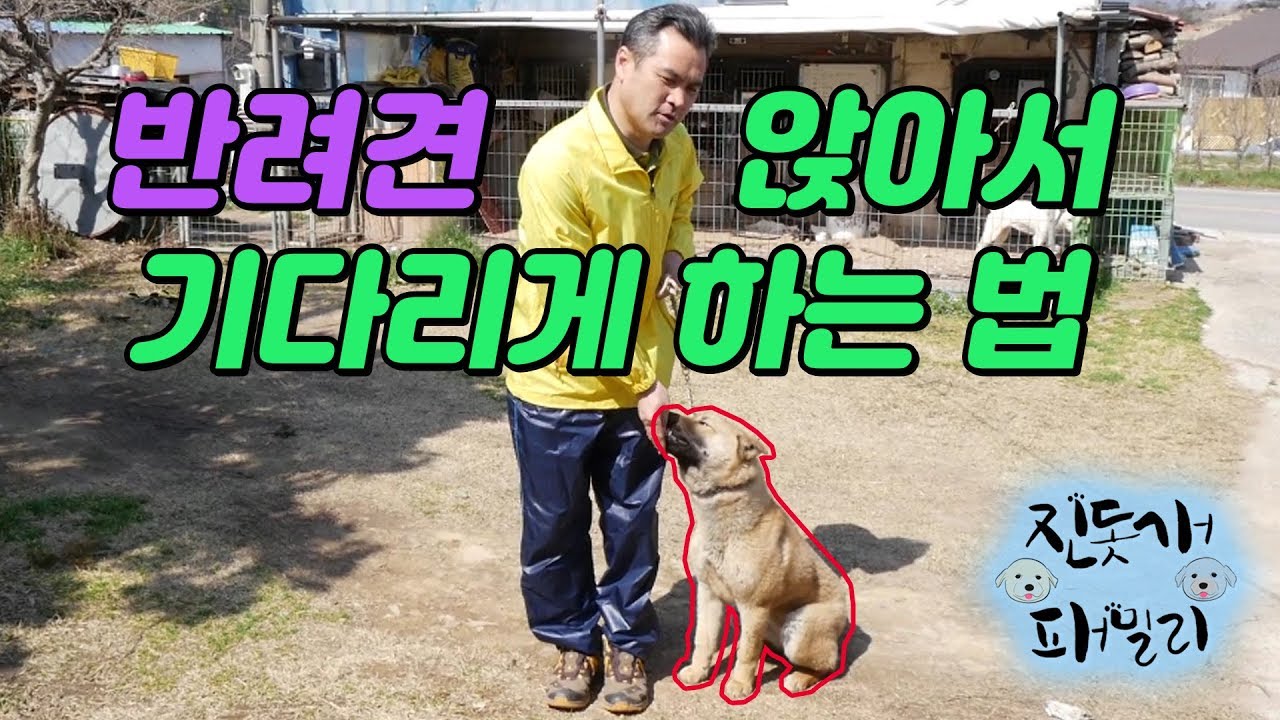 일구야~ 앉아 기다려!_ 강아지 앉아 기다려 연습하는 법 [진돗개패밀리]
